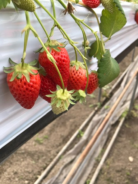 いちご紅茶、そろそろ終わりです。