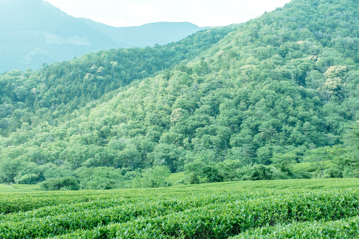 お歳暮・ギフト（送料込み）