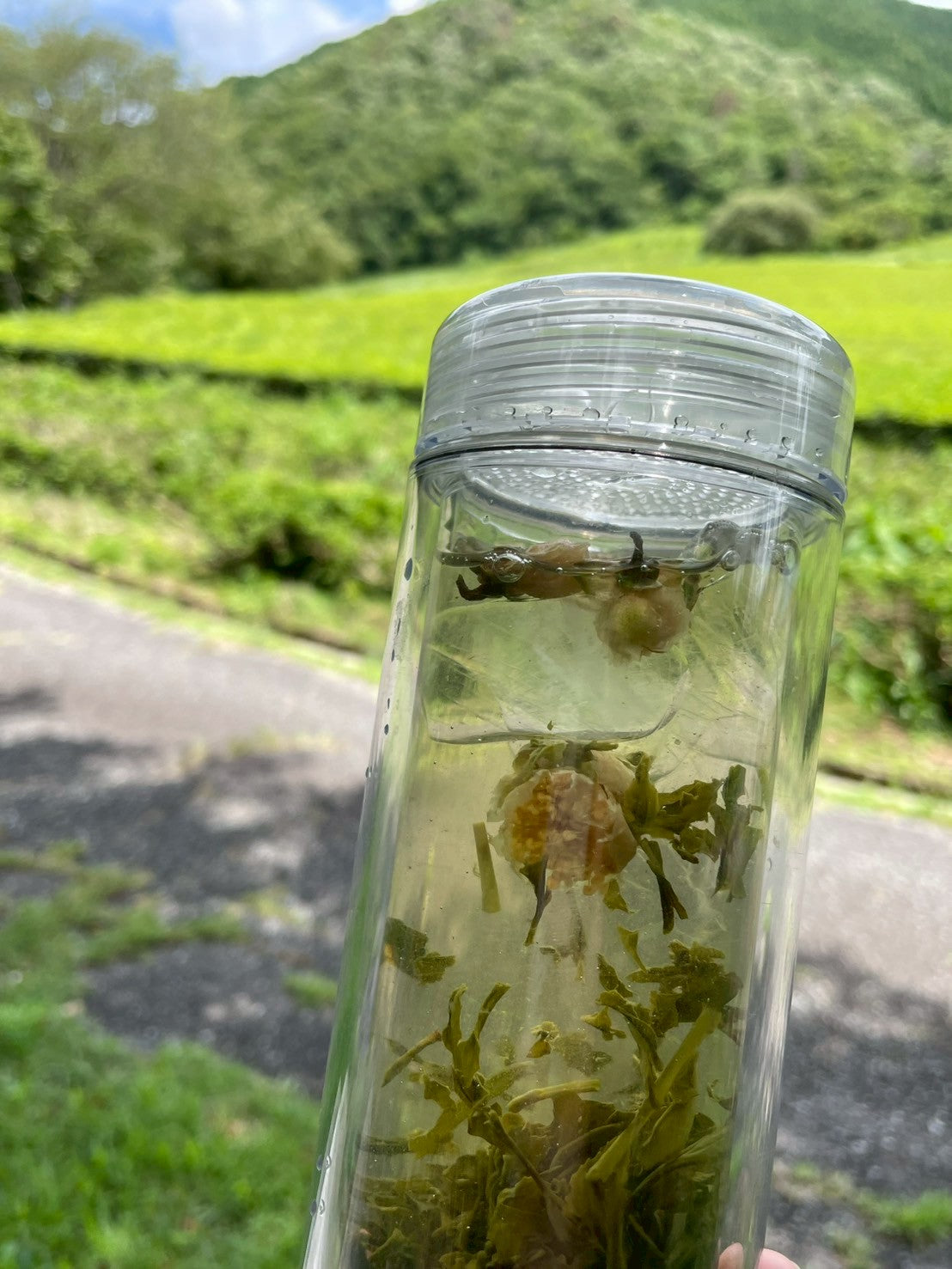 煎茶・茶の花
