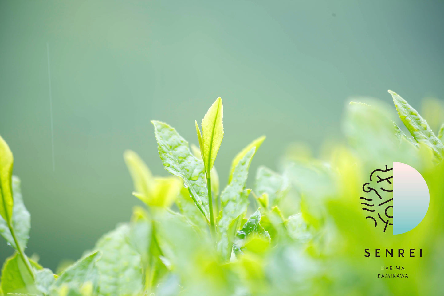 Tea picking experience