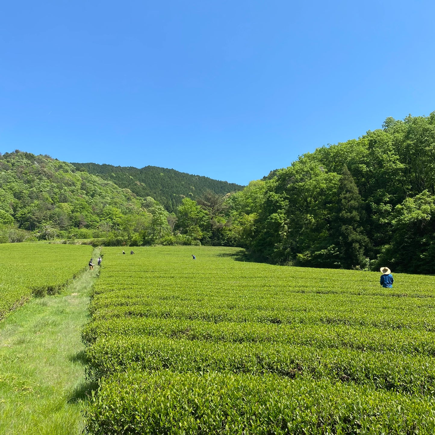 Tea picking experience