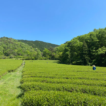 Tea picking experience
