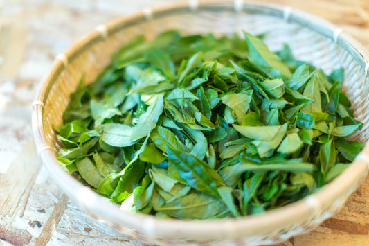 Tea picking experience